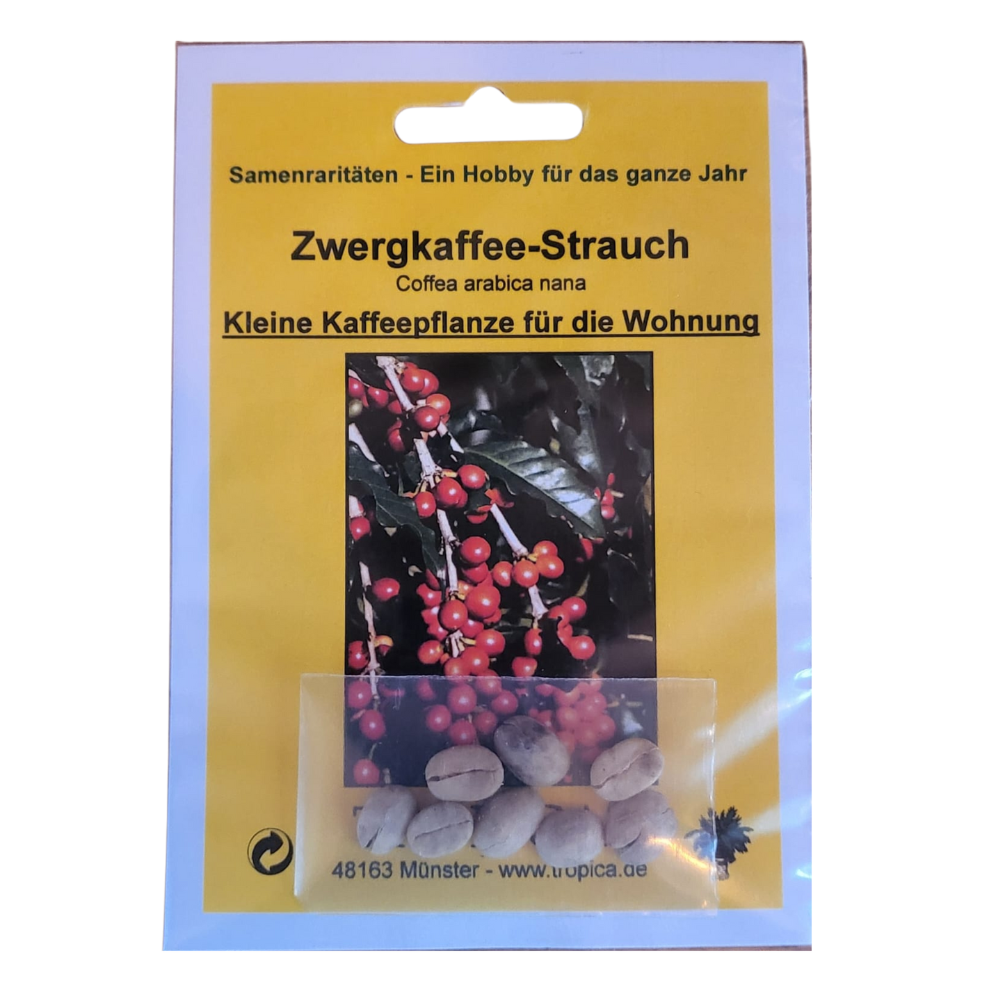 Saatgut Kaffeepflanze – Zieh deinen eigenen Kaffee heran